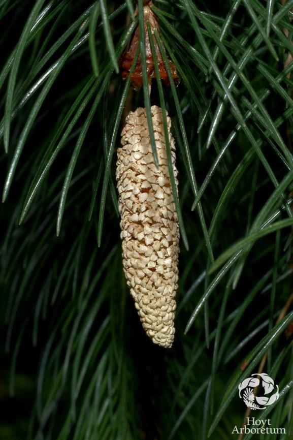 Picea Smithiana Himalayan Spruce Hoyt Arboretum Portland Oregon USA