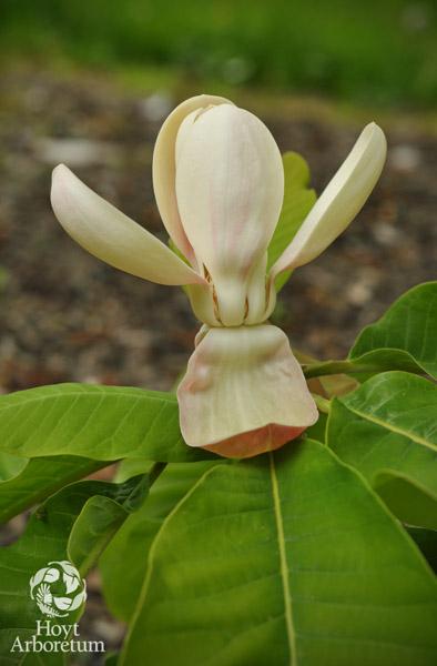 Magnolia officinalis - Medicinal Magnolia