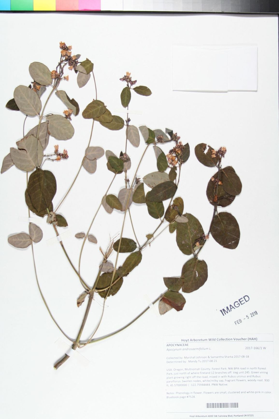 Apocynum androsaemifolium