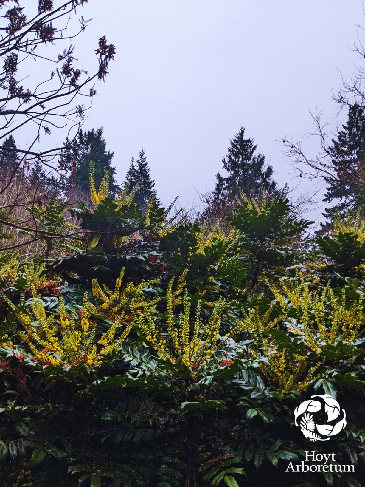 Mahonia × media 'Winter Sun' - winter sun Oregon grape