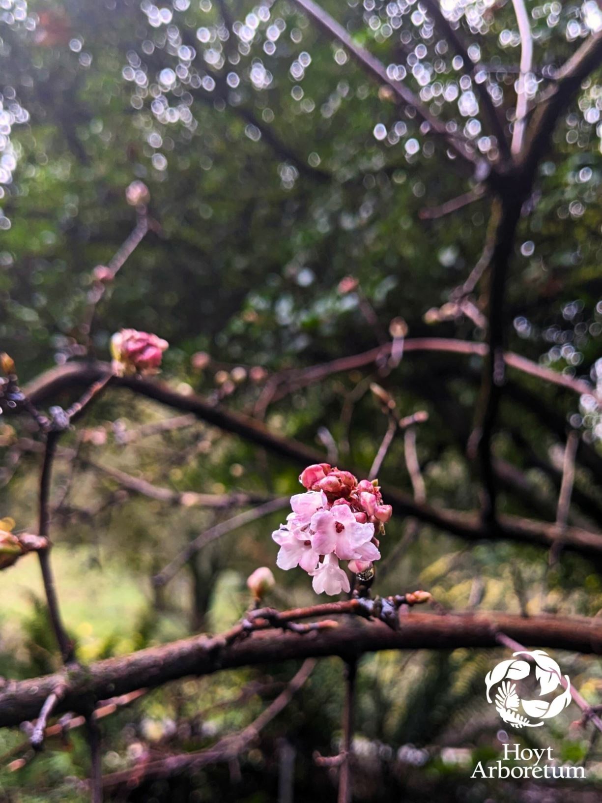 Viburnum × bodnantense 'Dawn' - dawn viburnum