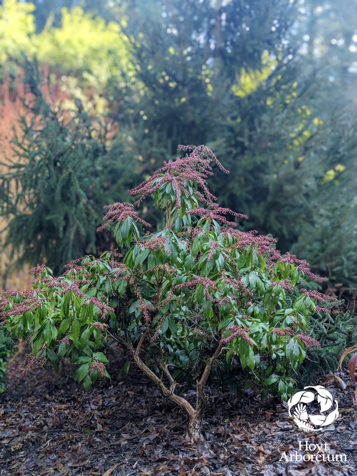 Pieris japonica 'Katsura'