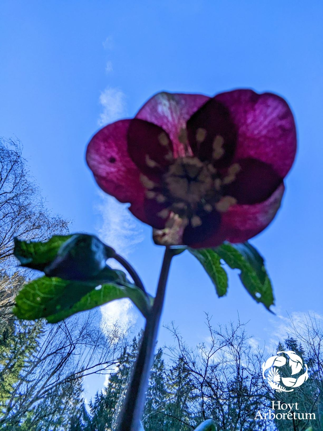 Helleborus orientalis - Lenten rose