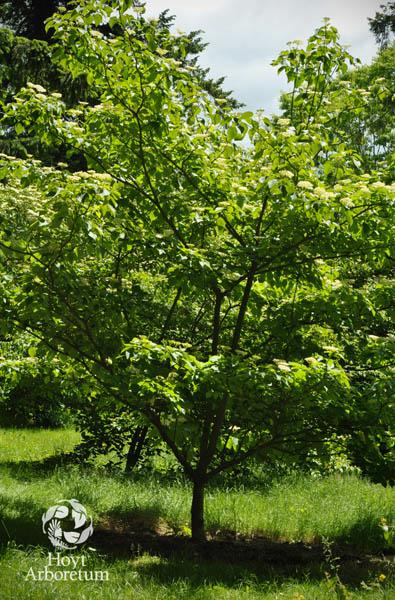Cornus alternifolia - Pagoda Dogwood, alternate-leaf dogwood