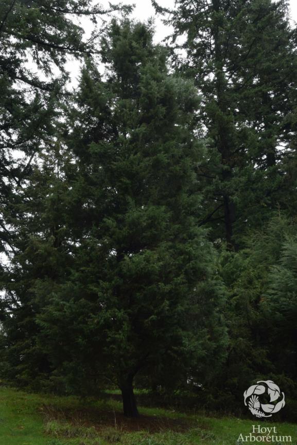 Juniperus virginiana - Eastern red cedar