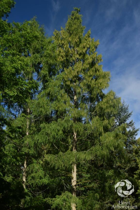 Metasequoia glyptostroboides - dawn redwood
