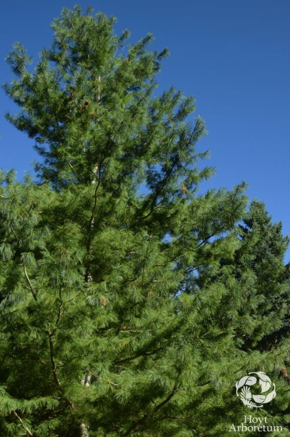 Pinus armandii - Chinese White Pine