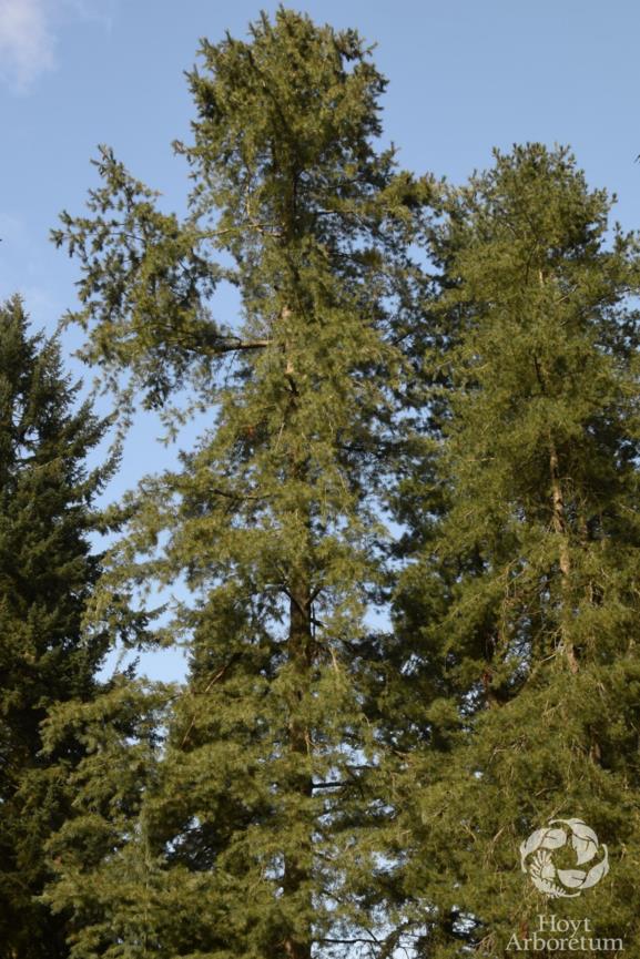 Pinus ayacahuite - Mexican White Pine