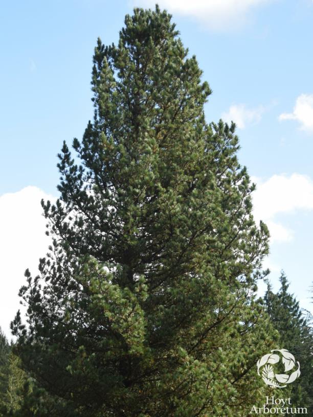 Pinus cembra - Swiss Stone Pine