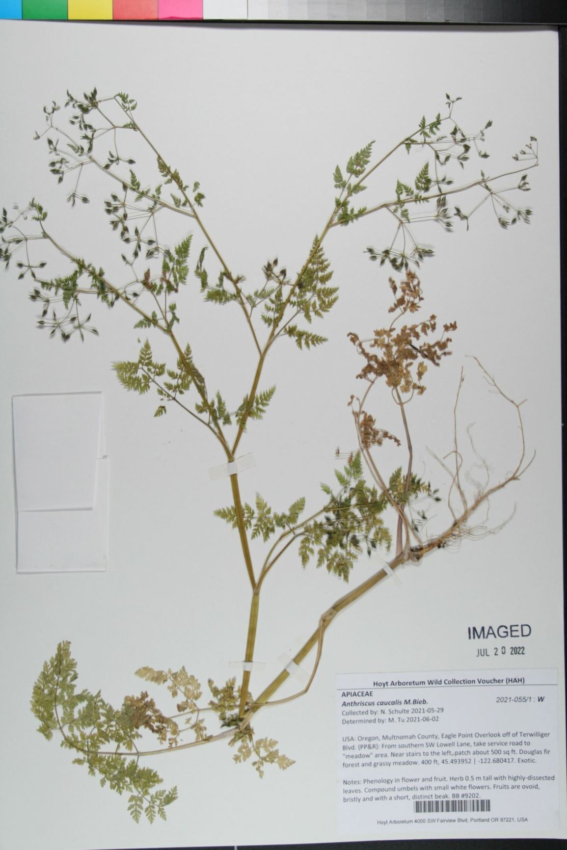 Anthriscus caucalis