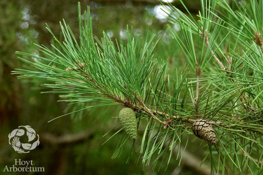 Pinus densiflora - tanyosho pine, Japanese red pine, Japanese umbrella pine