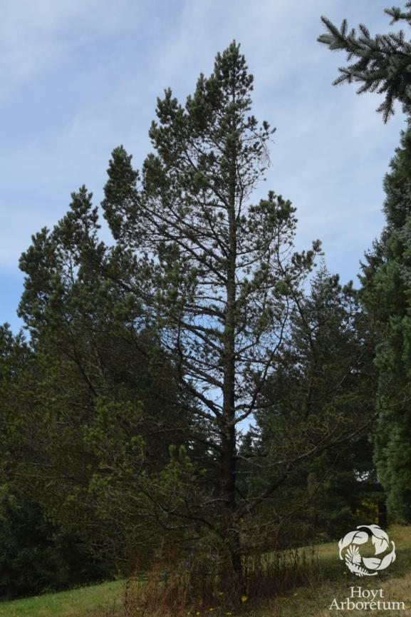 Pinus edulis - two-needle pinyon pine, pinyon pine