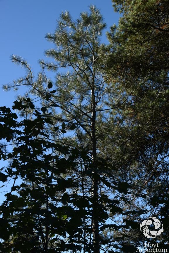 Pinus gerardiana - Chilgoza Pine