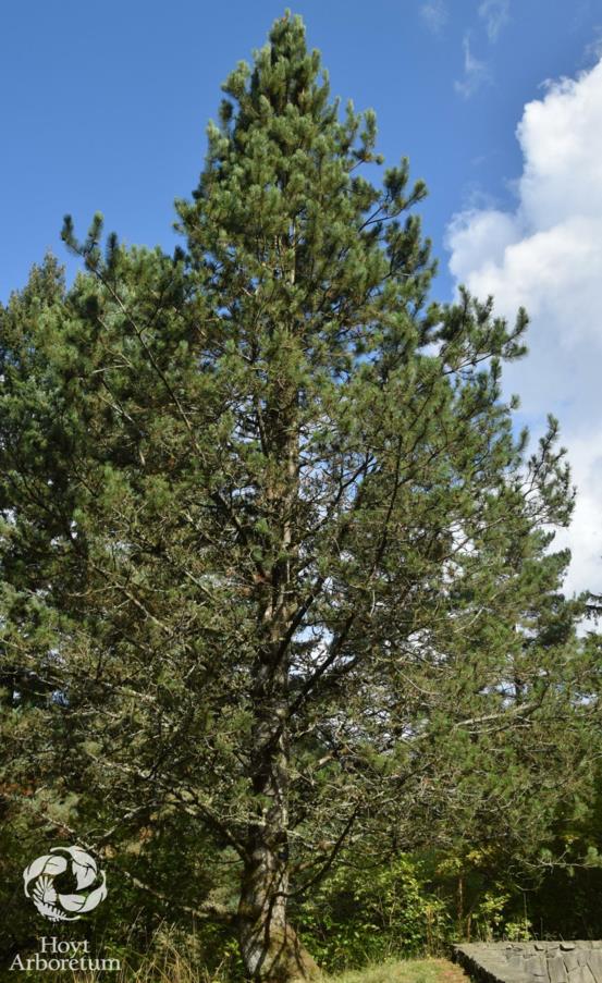Pinus heldreichii - Bosnian Pine
