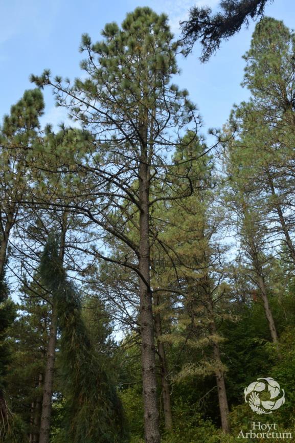 Pinus jeffreyi - Jeffrey Pine
