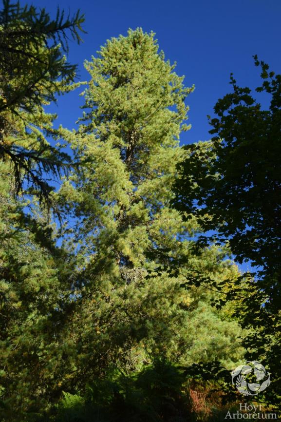 Pinus koraiensis - Korean Pine