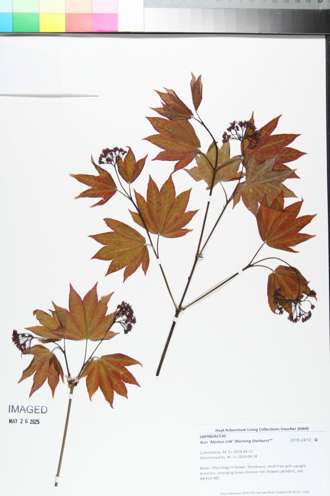Acer 'Morton UW' Morning Starburst™
