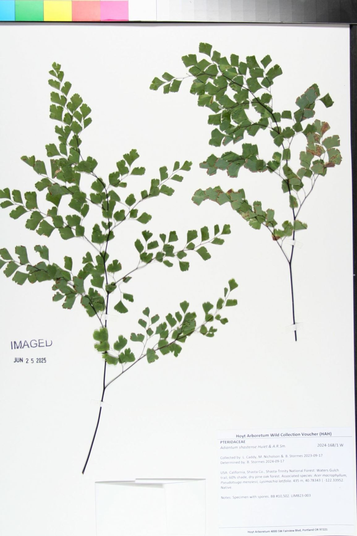 Adiantum shastense