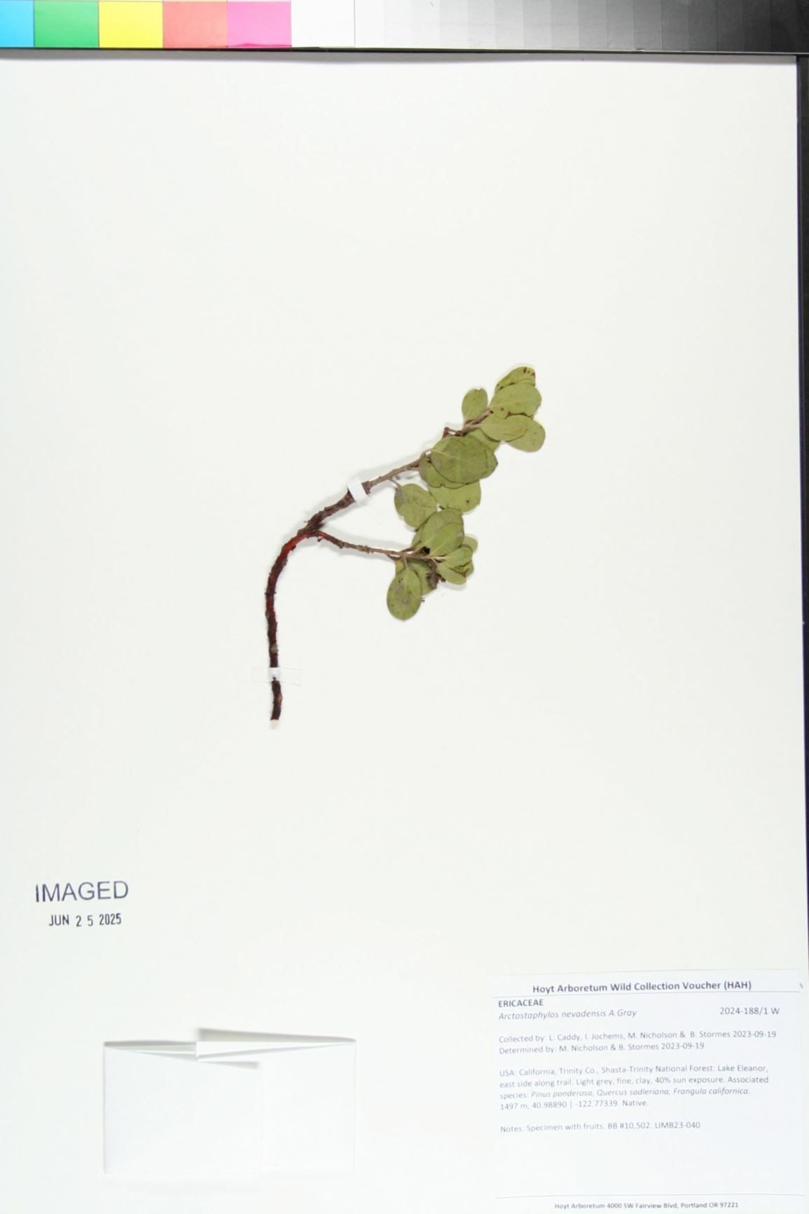 Arctostaphylos nevadensis