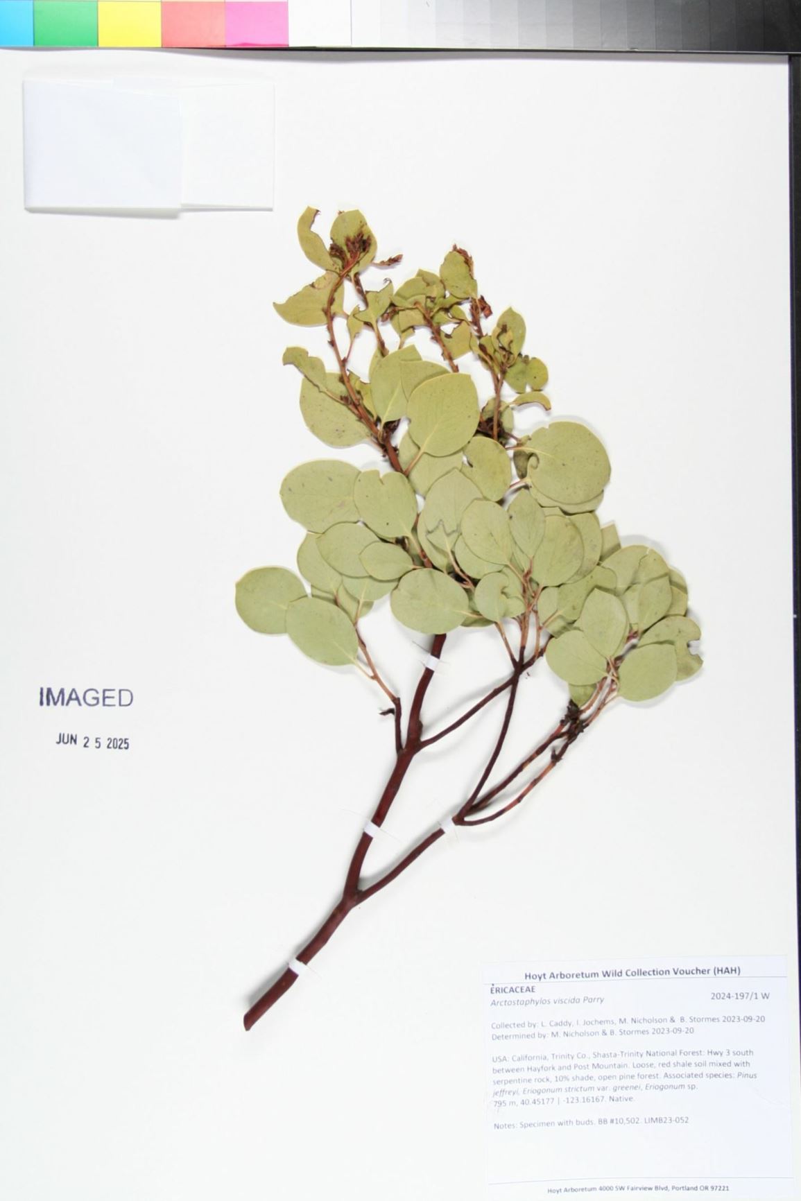 Arctostaphylos viscida