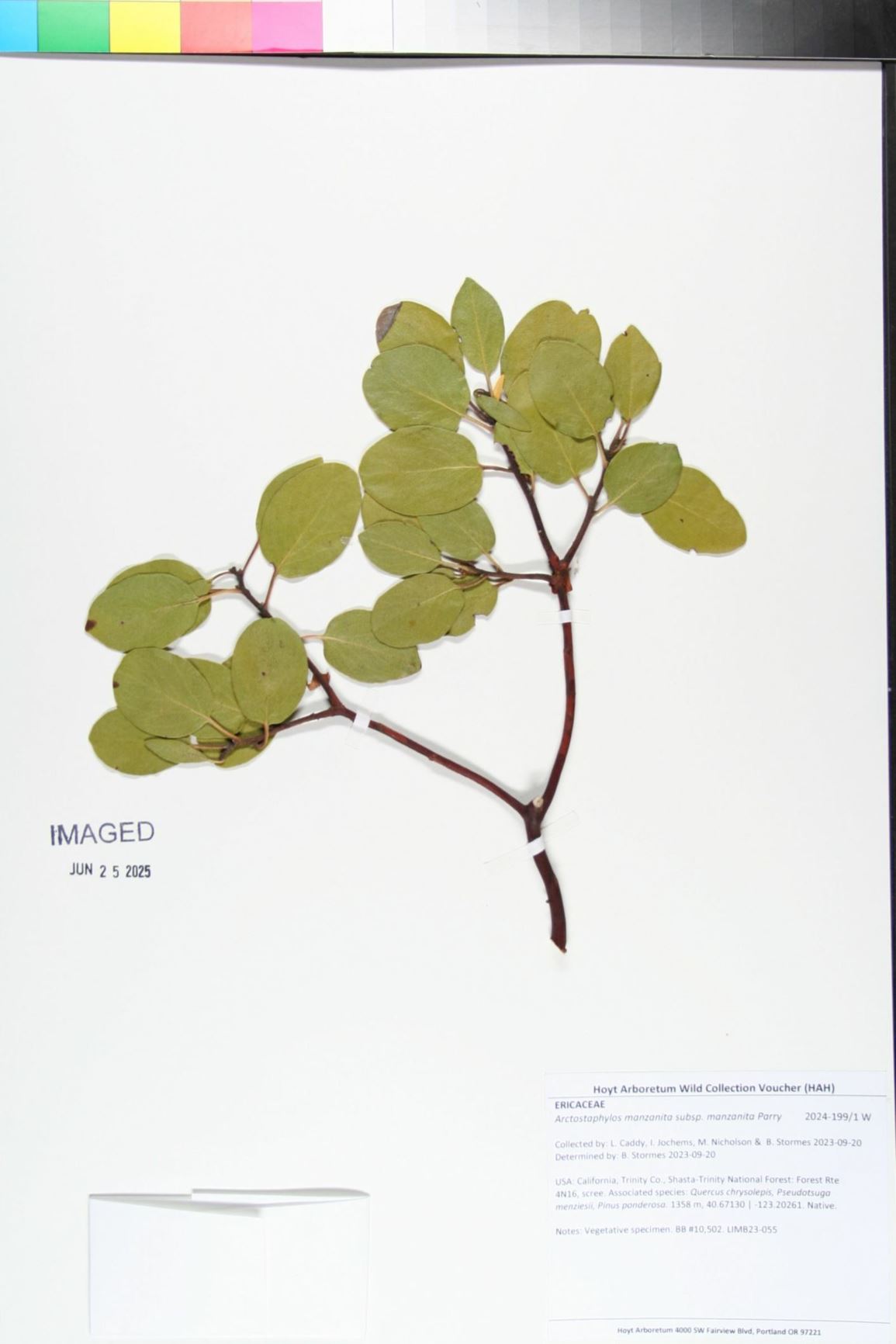 Arctostaphylos manzanita subsp. manzanita