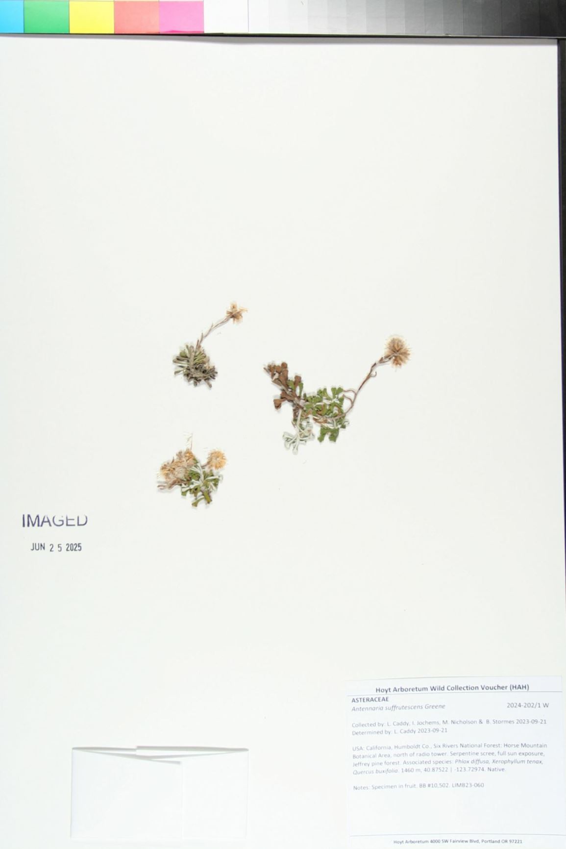 Antennaria suffrutescens