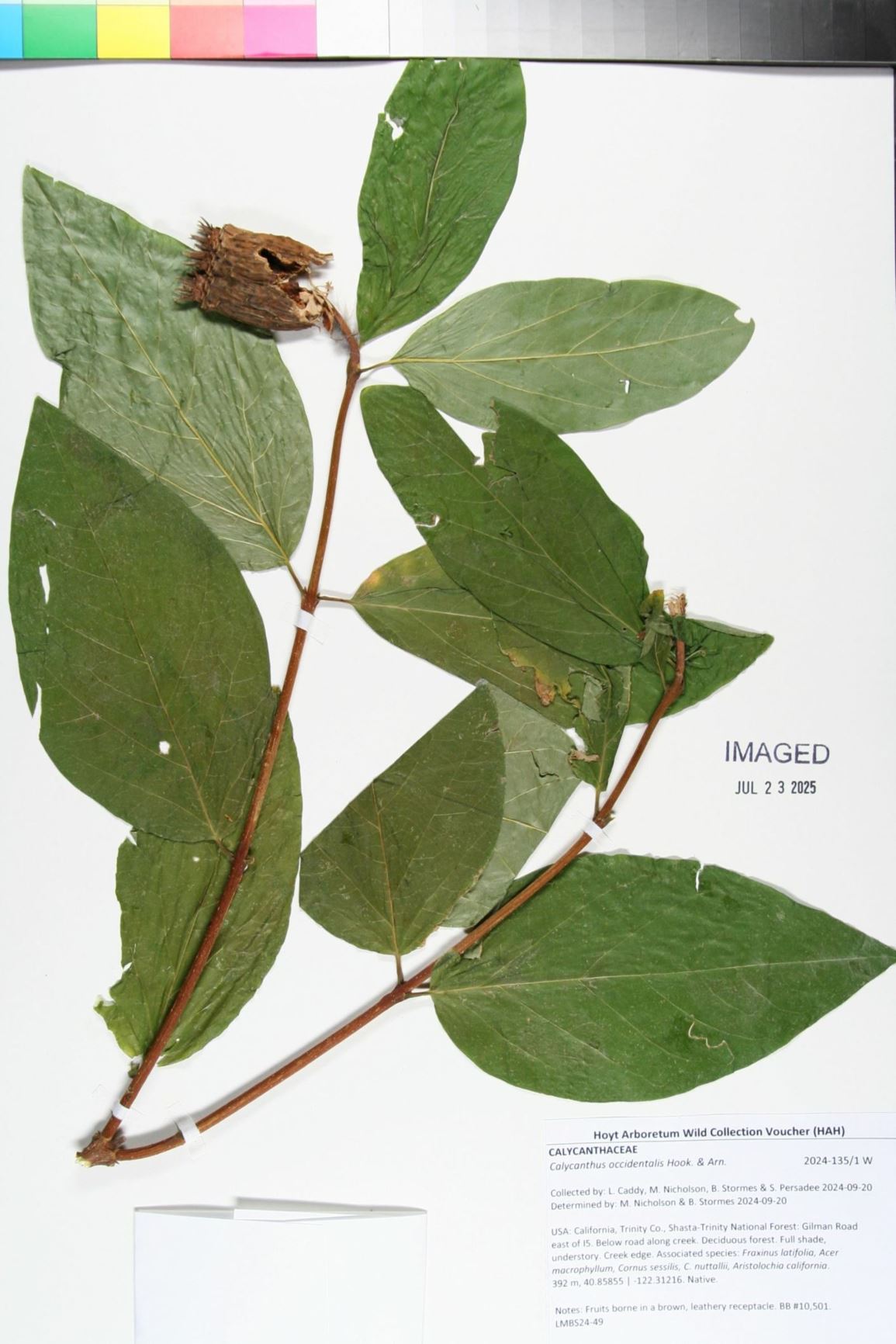 Calycanthus occidentalis - California-allspice, California spicebush, western sweetshrub