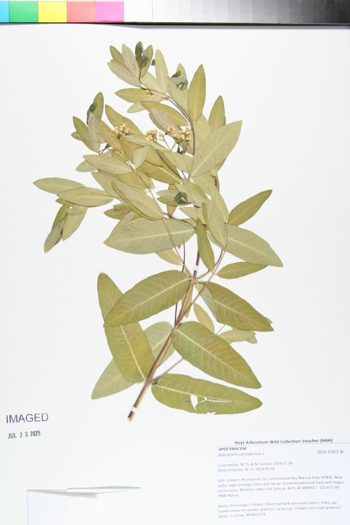 Apocynum cannabinum