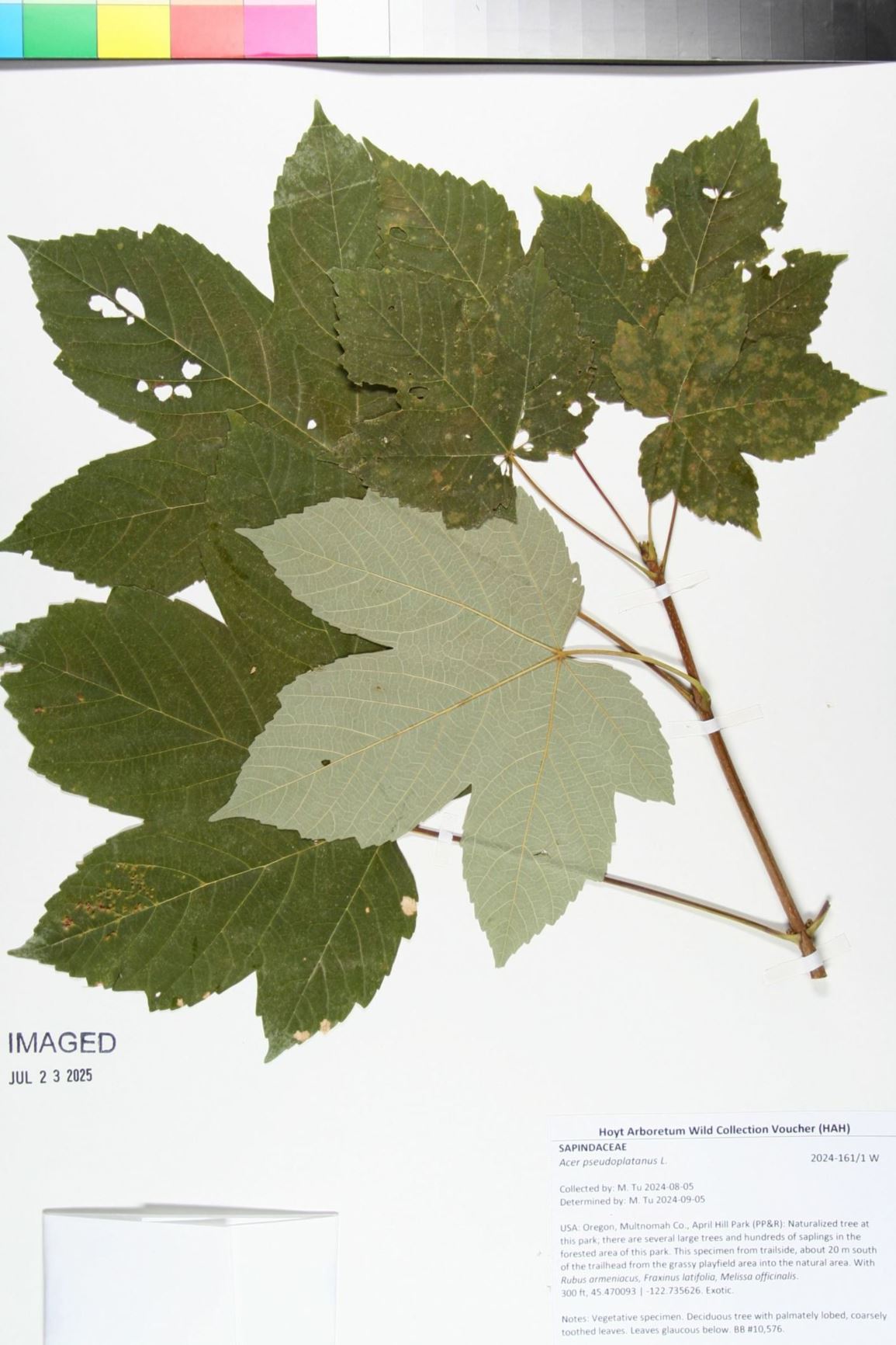 Acer pseudoplatanus