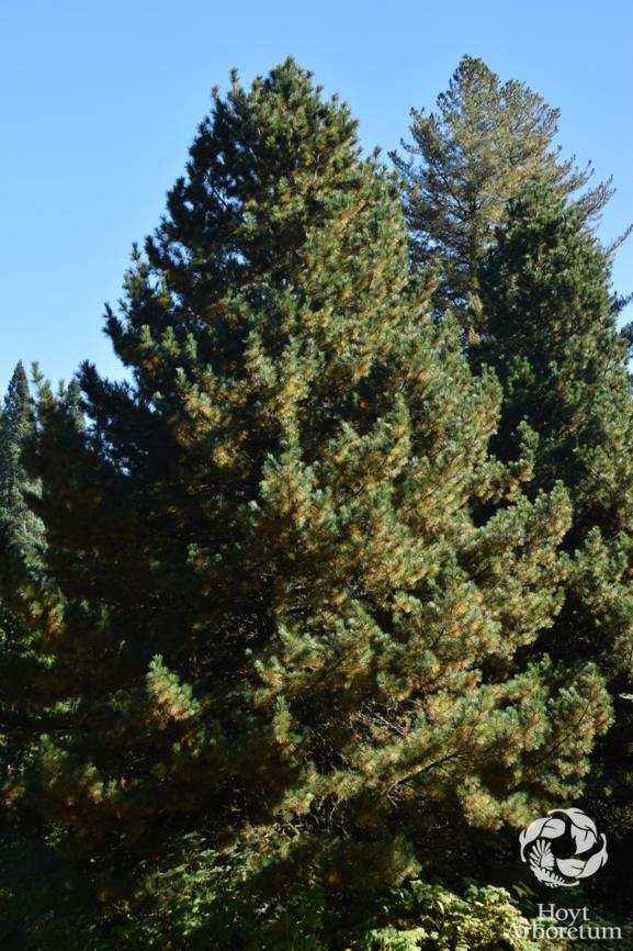 Pinus peuce - Macedonian pine