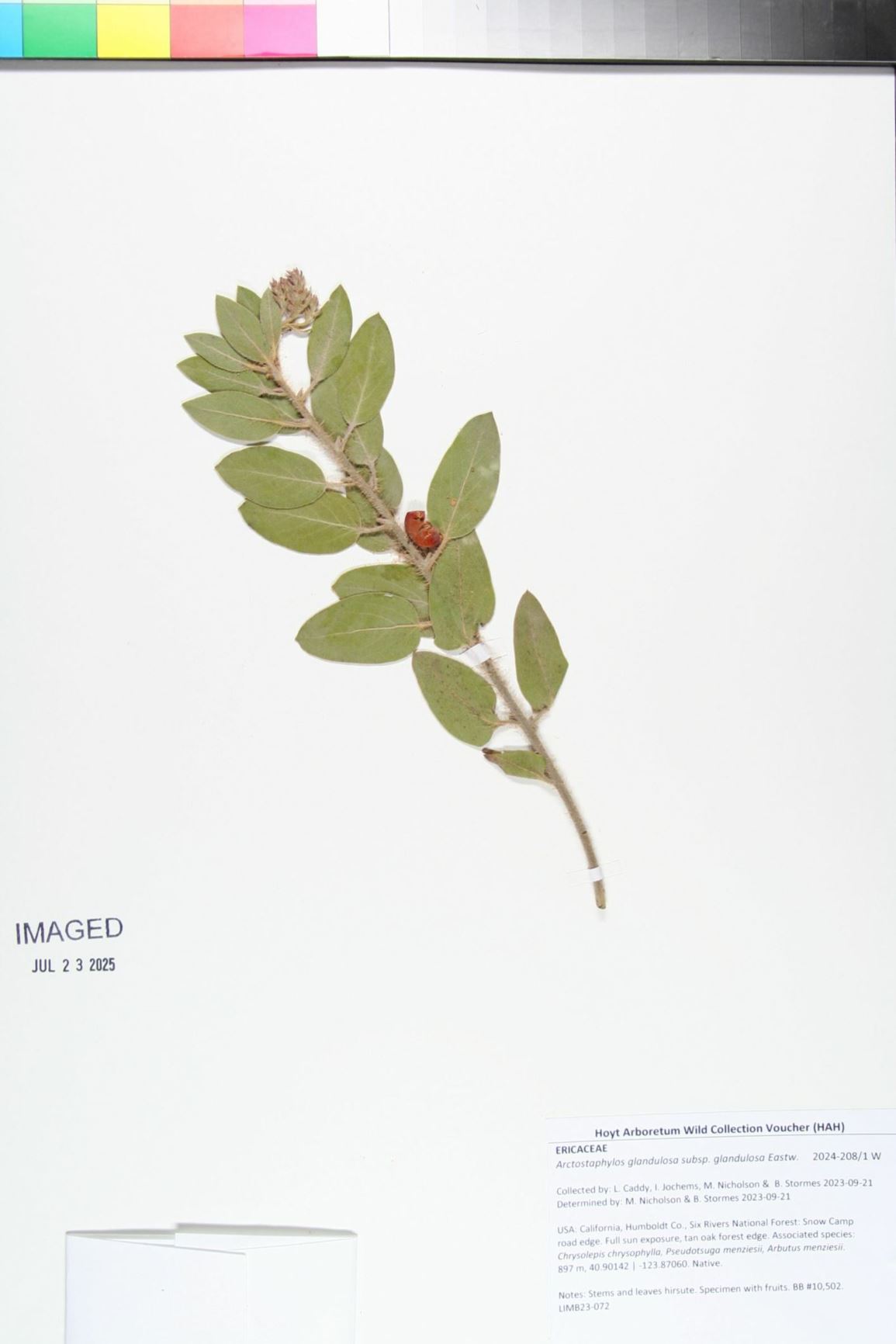 Arctostaphylos glandulosa subsp. glandulosa