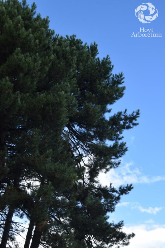 Pinus pinaster - Maritime Pine