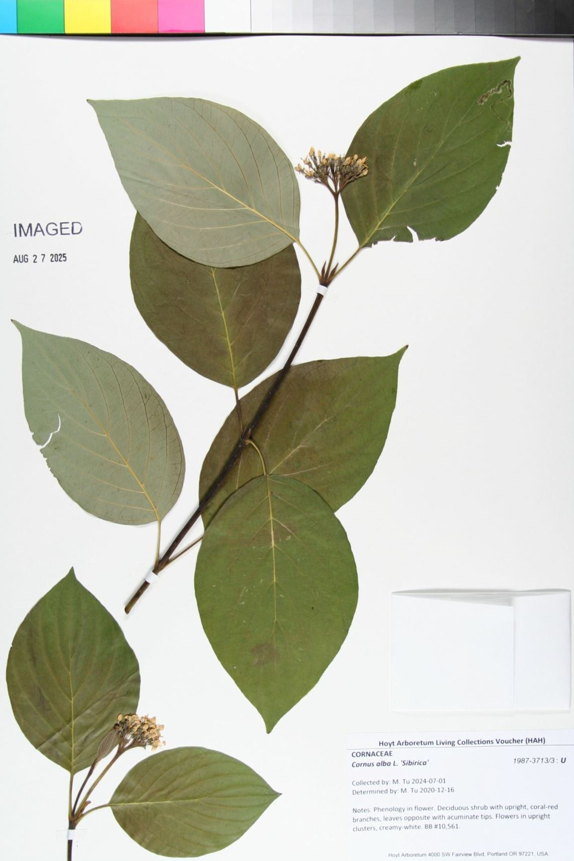 Cornus alba 'Sibirica' - Siberian dogwood