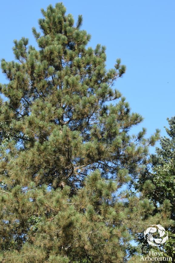 Pinus resinosa - Red Pine