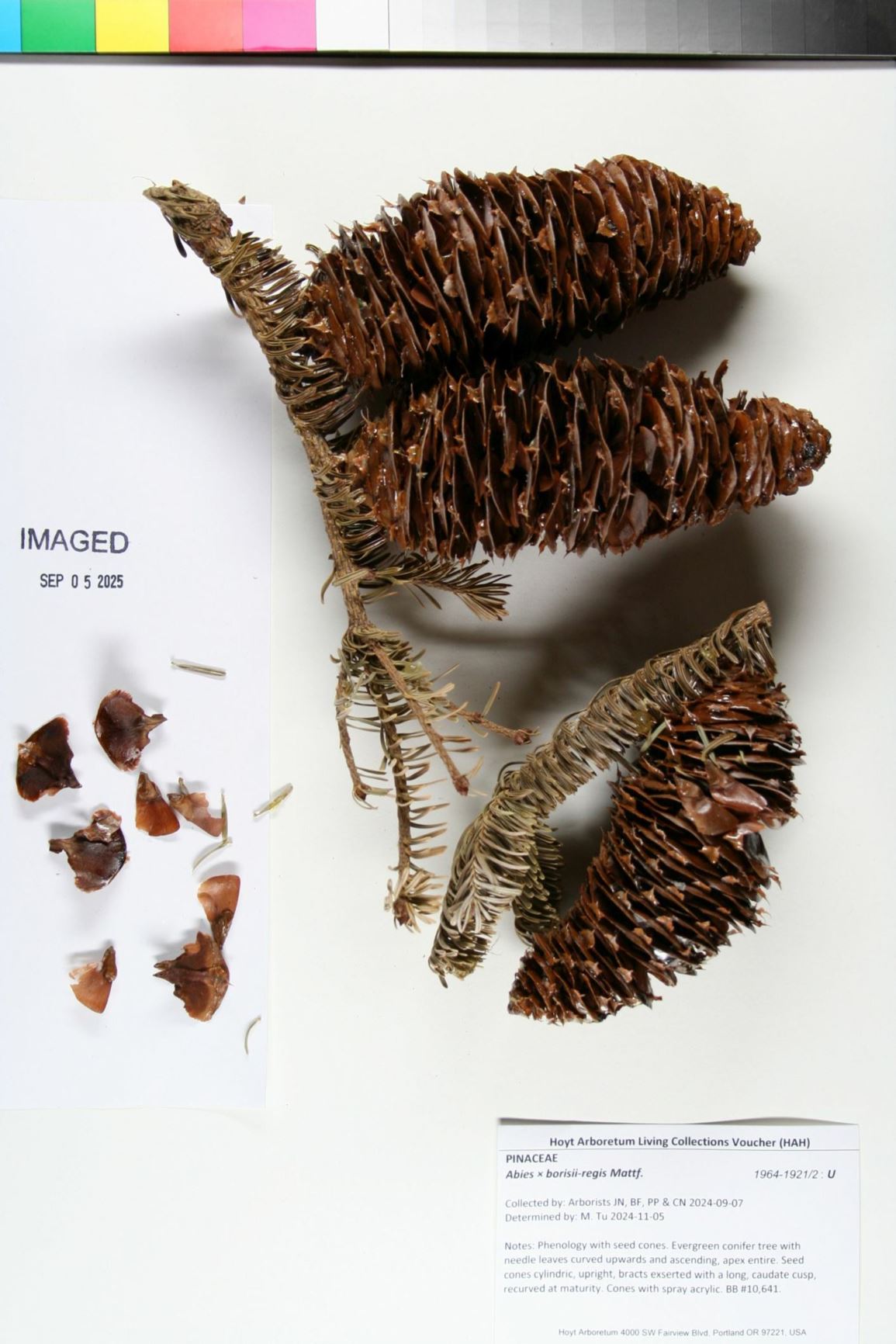 Abies × borisii-regis