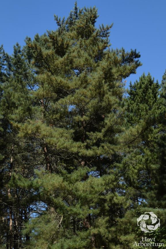 Pinus tabuliformis - Chinese red pine