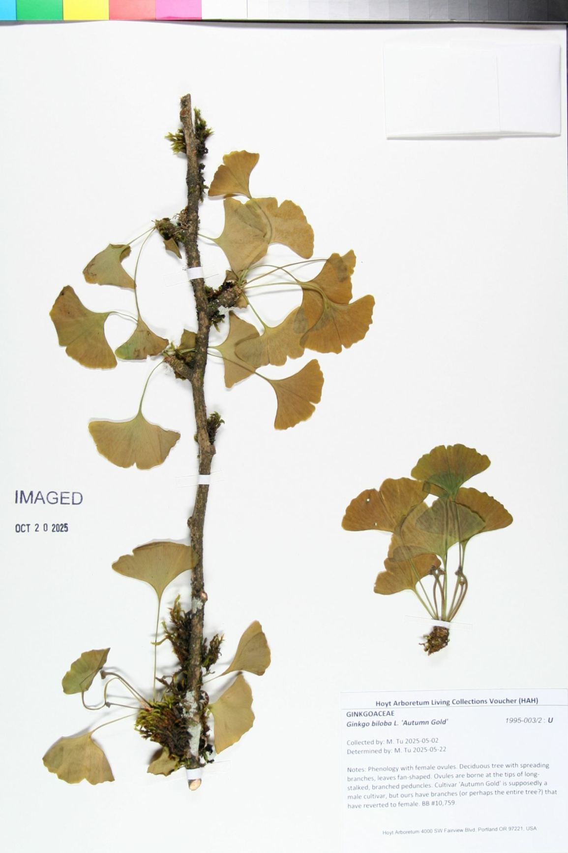 Ginkgo biloba 'Autumn Gold'