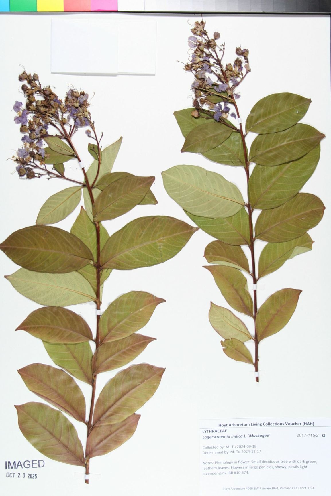 Lagerstroemia indica 'Muskogee' - muskogee crape myrtle