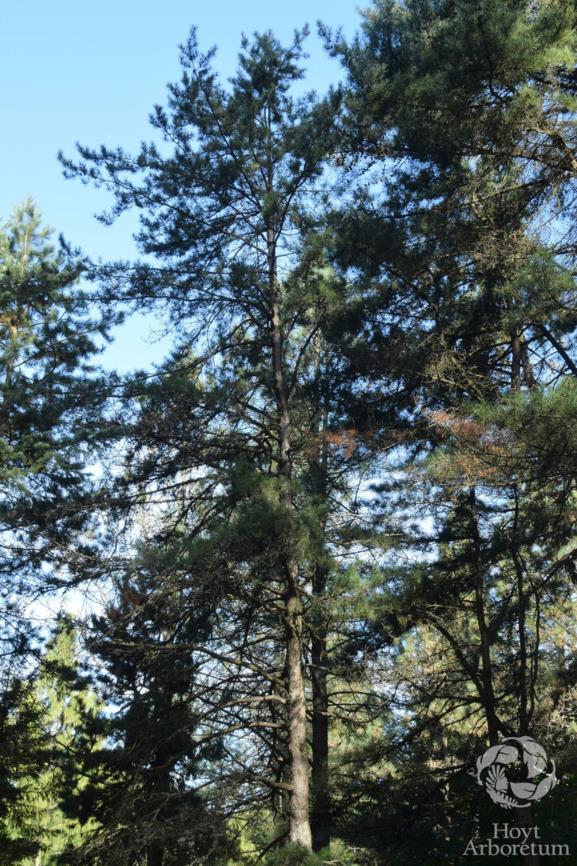 Pinus thunbergii - Japanese Black Pine
