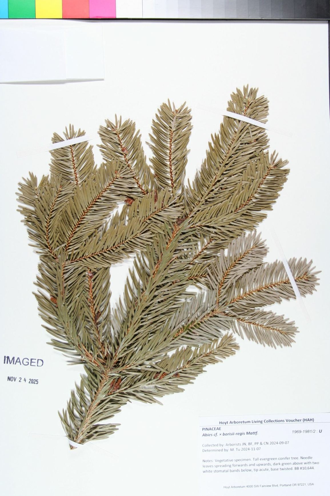 Abies cf. × borisii-regis