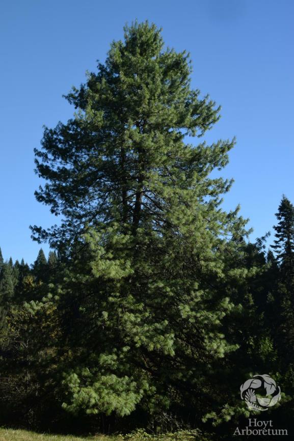Pinus wallichiana - Himalayan Pine