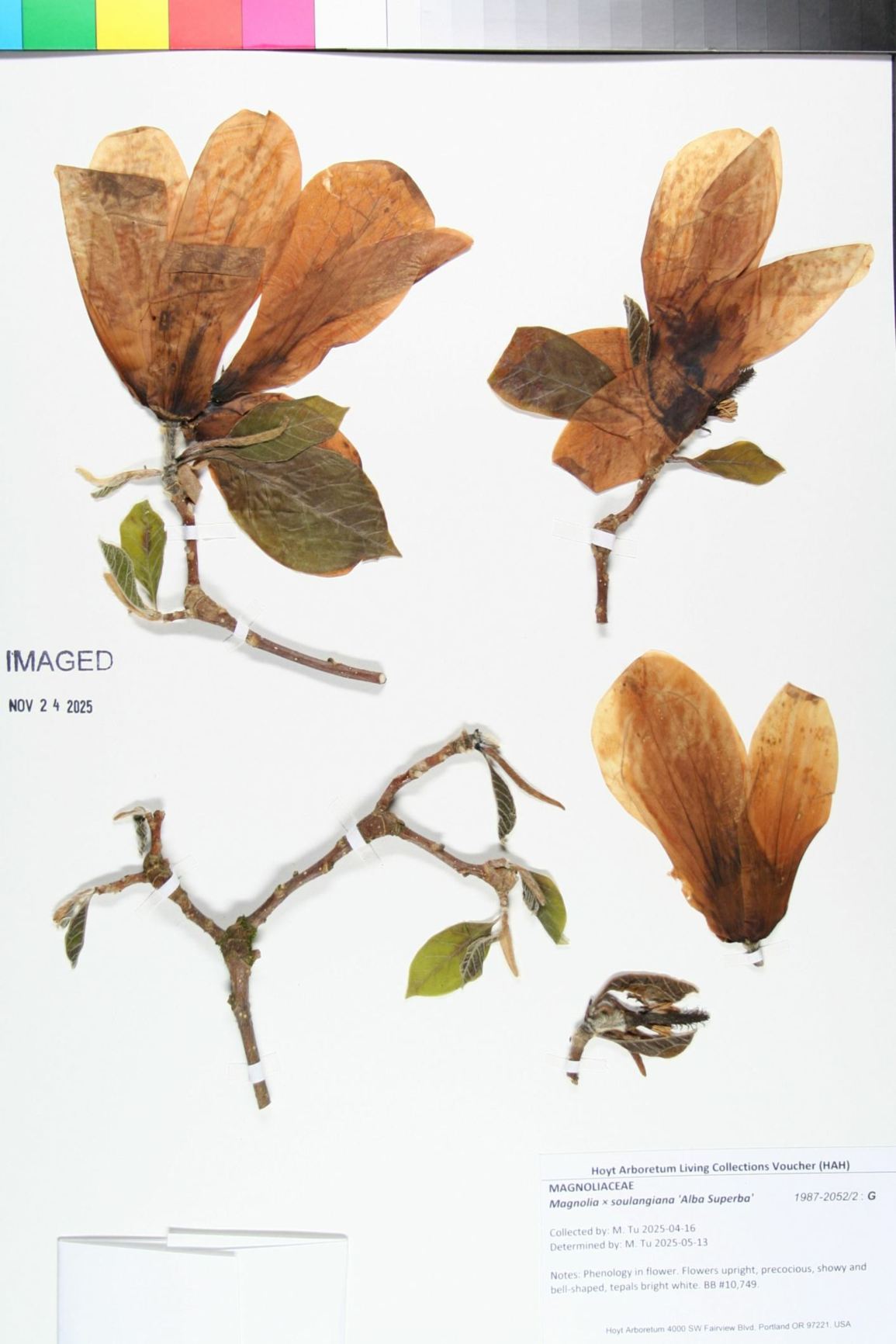 Magnolia × soulangiana 'Alba Superba'