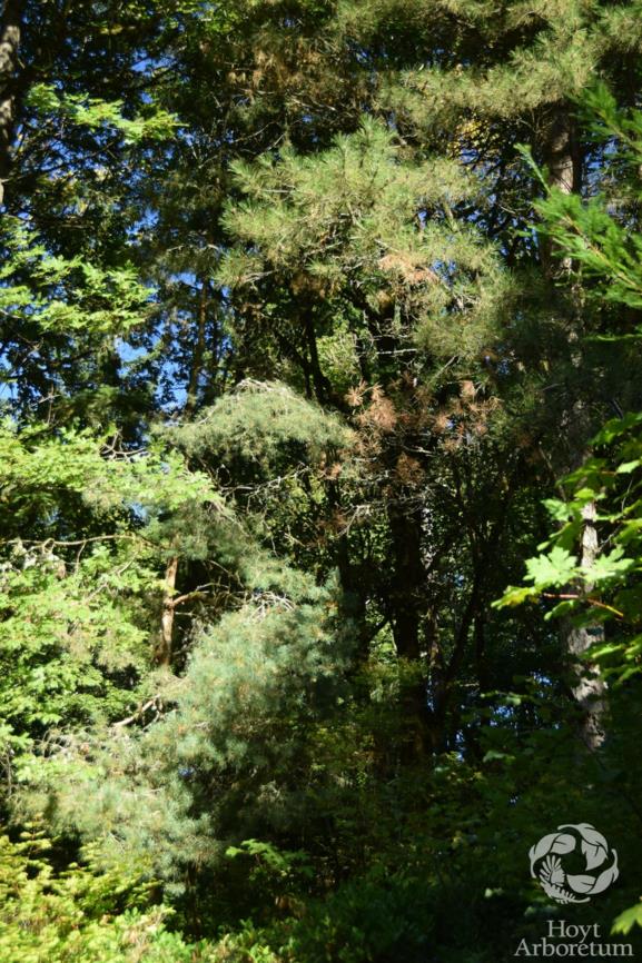 Pinus × rhaetica - Diginea Pine