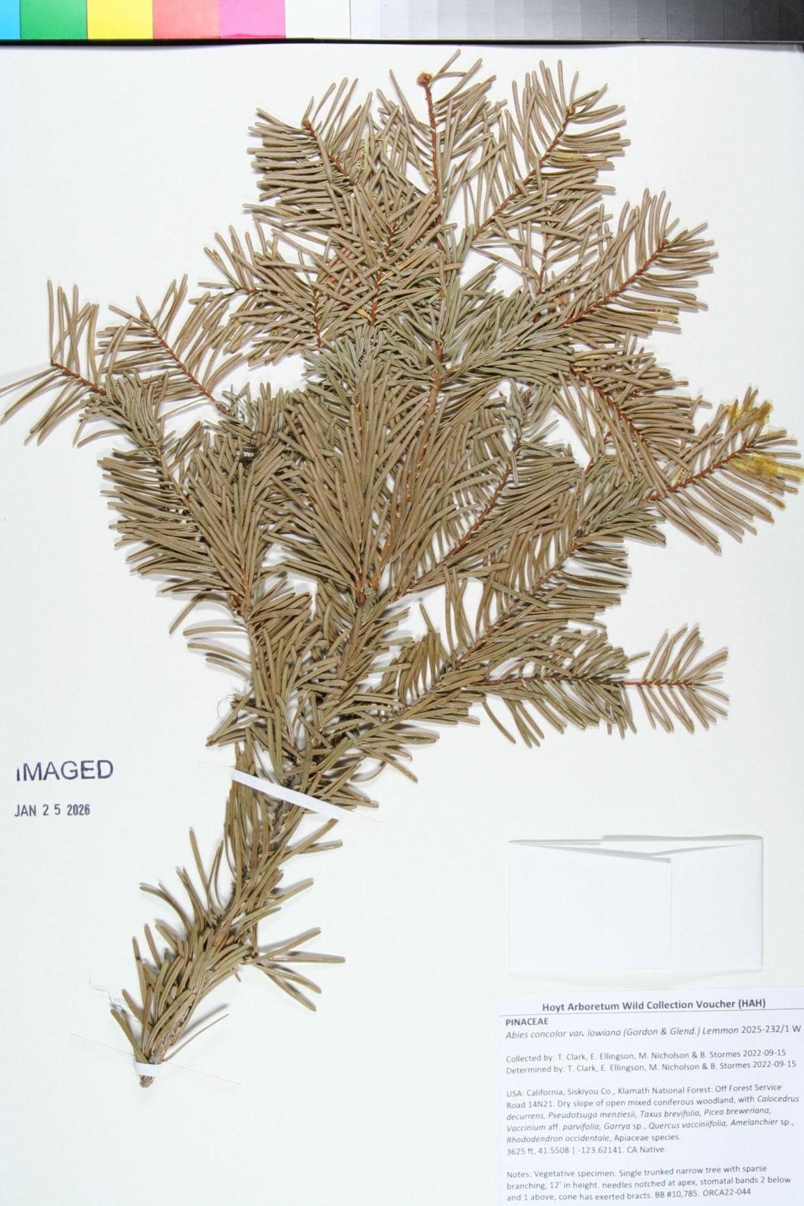 Abies concolor var. lowiana