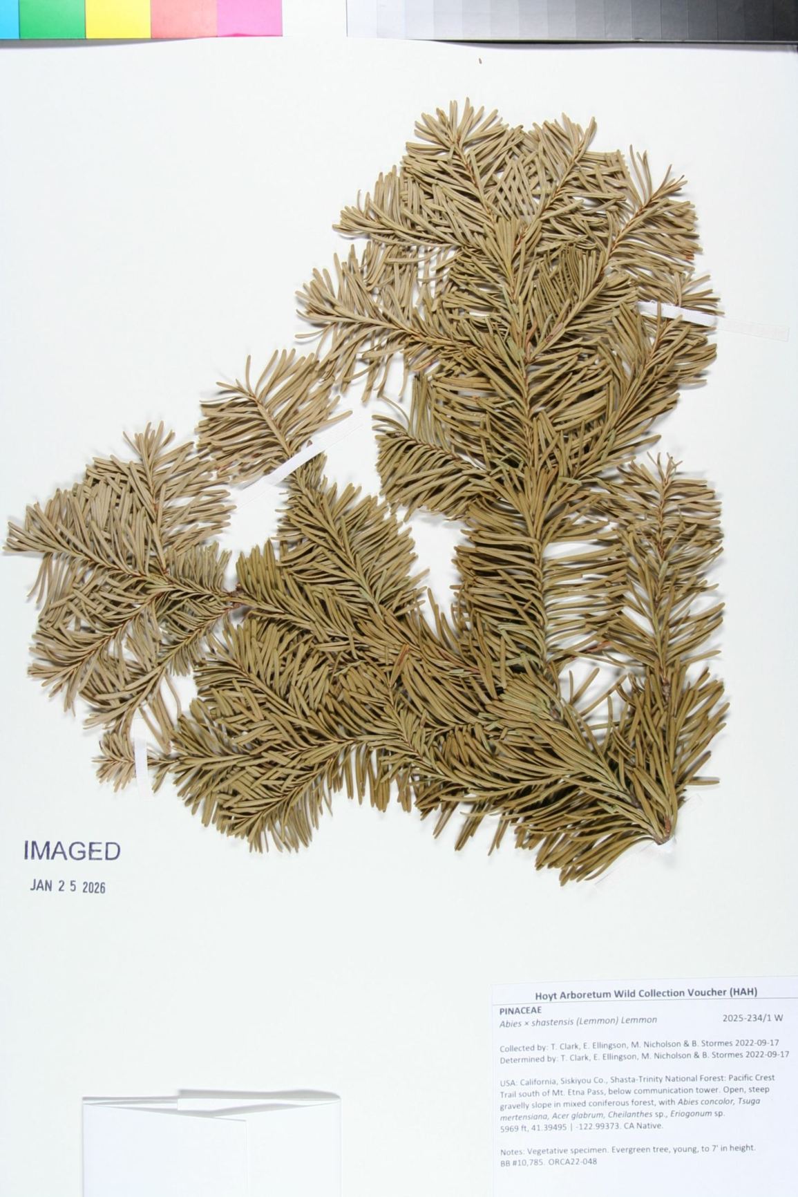 Abies × shastensis