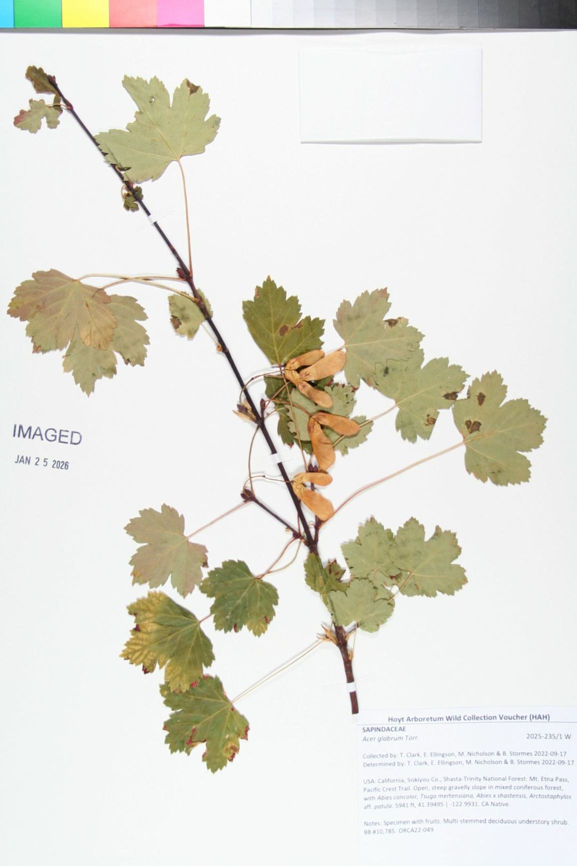 Acer glabrum