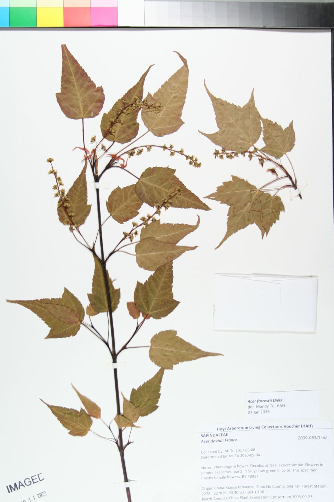 Acer forrestii