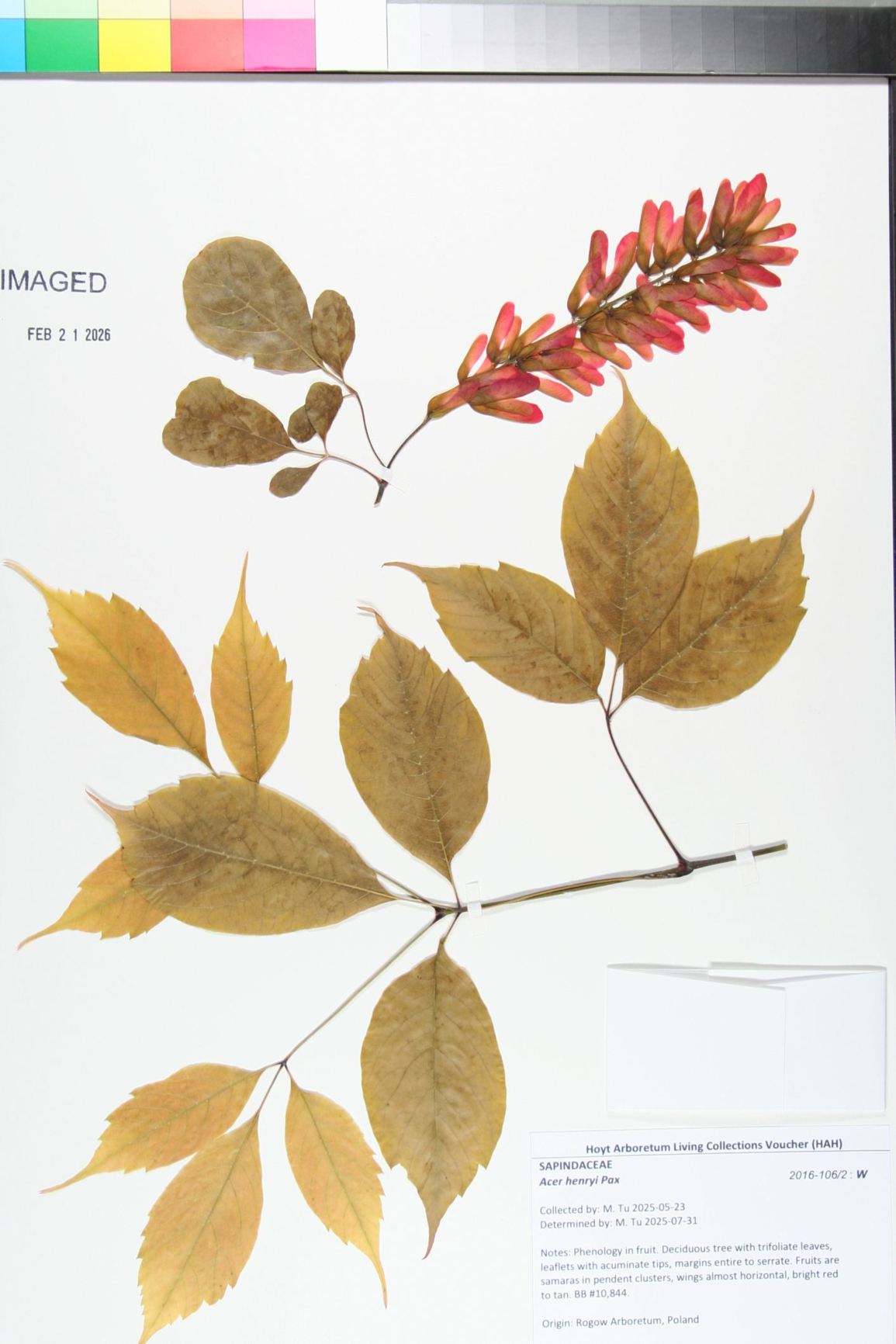 Acer henryi