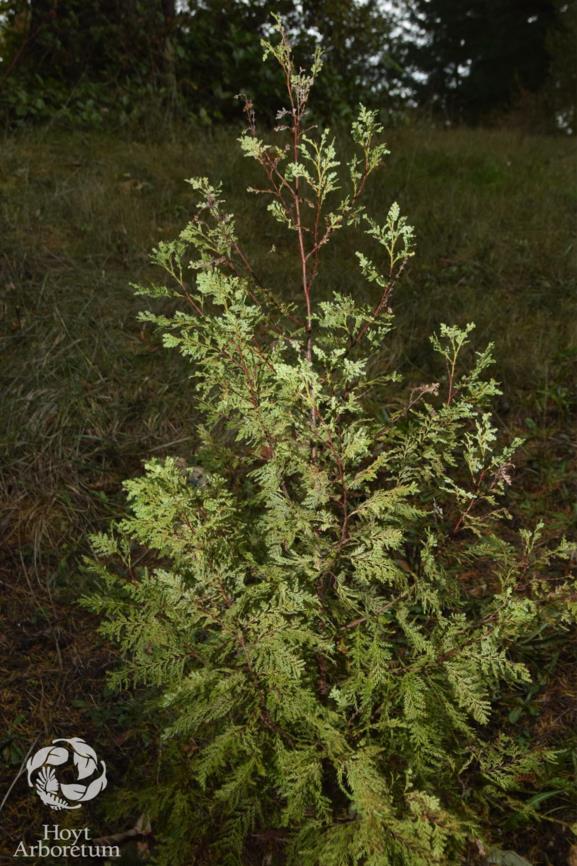 Austrocedrus chilensis - Chilean Cedar