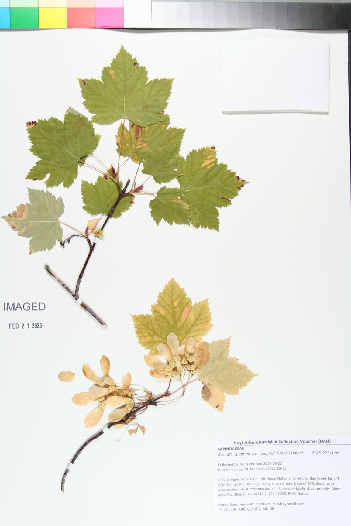 Acer glabrum var. douglasii